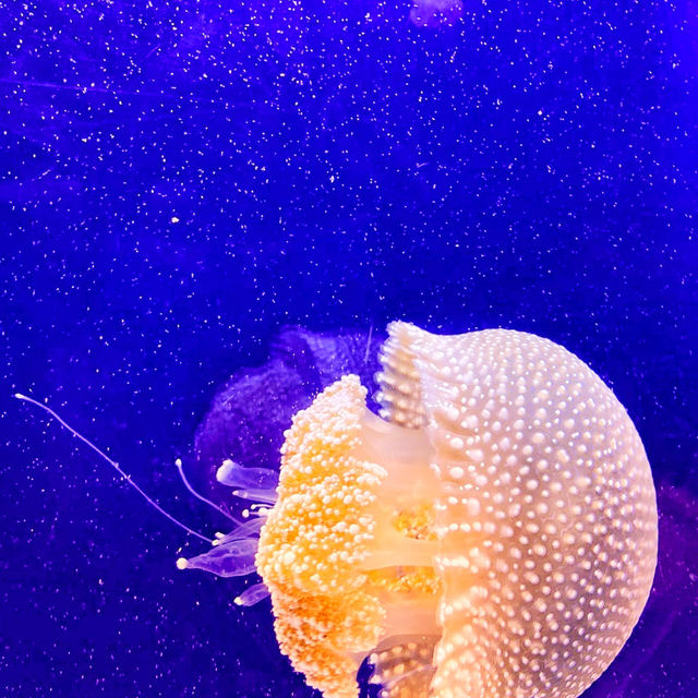 🇲🇾 Underwater World Langkawi: Your Gateway to Ocean Adventures