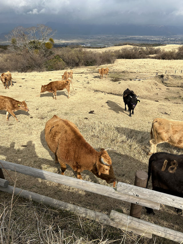 阿蘇くじゅう国立公園