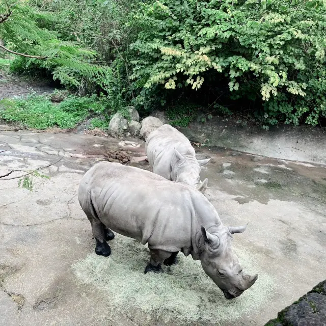 【台灣】超乎想像的寬廣！台北動物園