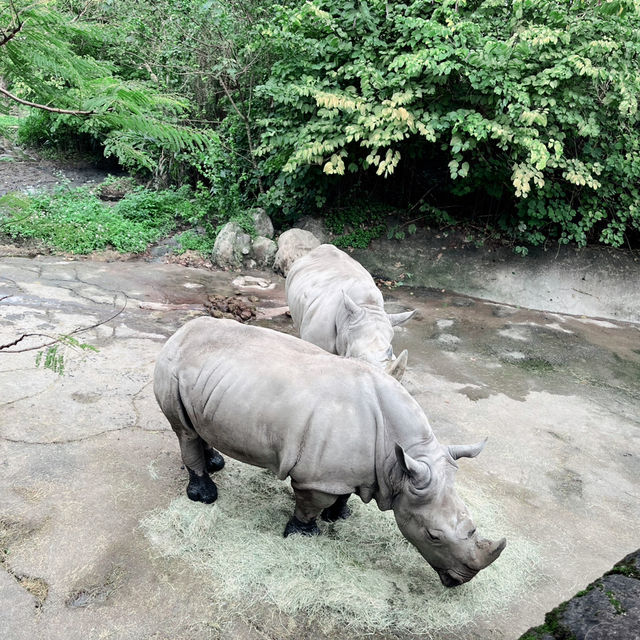 【台湾】充分な広さにびっくり台北動物園🐱