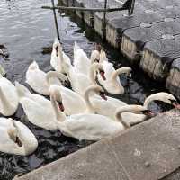 Linlithgow ให้อาหารห่านและนกนางนวล