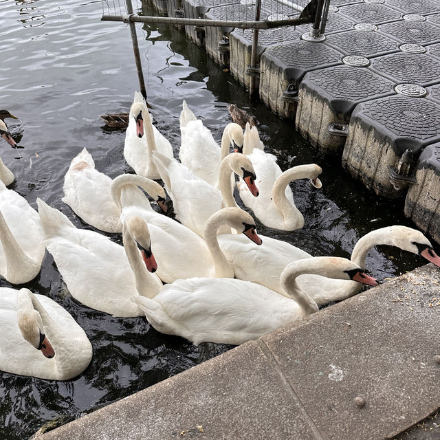 Linlithgow ให้อาหารห่านและนกนางนวล