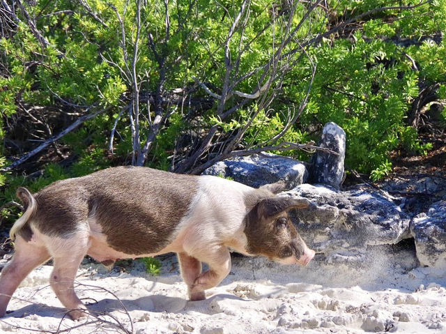 【バハマ ・エグズーマ】美しい海にブタが泳ぐビーチ🐷