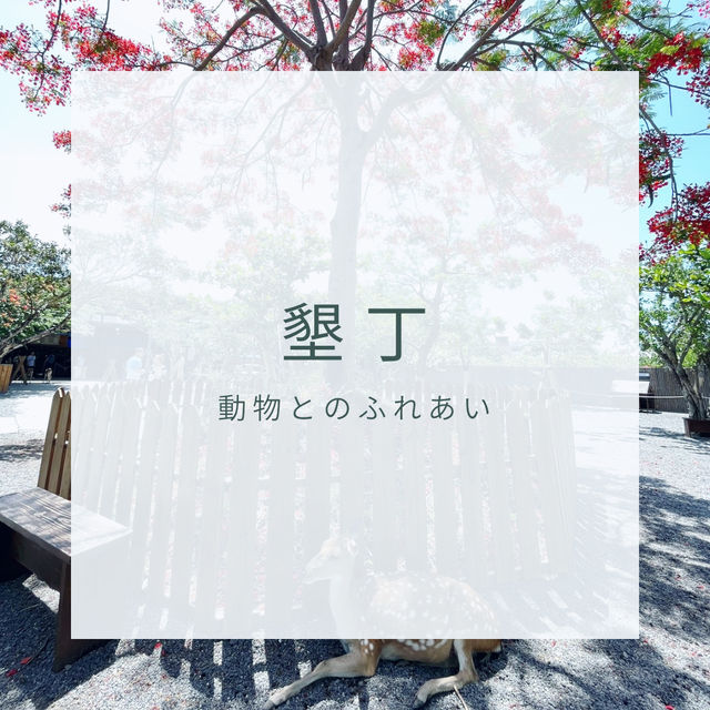 【台湾】墾丁で動物とふれあおう！