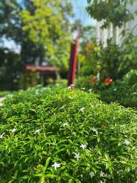 Hibiscus as flower emblem of Malaysia🌹