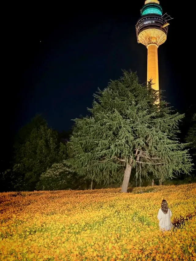 你有去過充滿波斯菊的遊樂園嗎？