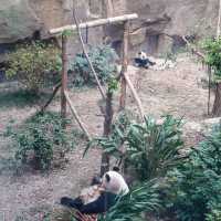 Into Giant Panda Land!