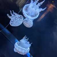 茨城　大洗水族館🪼