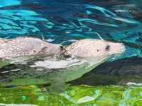 旭川動物園 邂逅企鵝散步