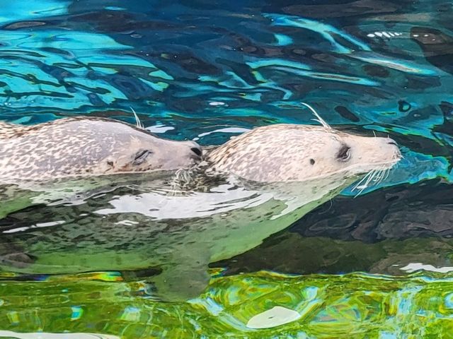 旭川動物園 邂逅企鵝散步