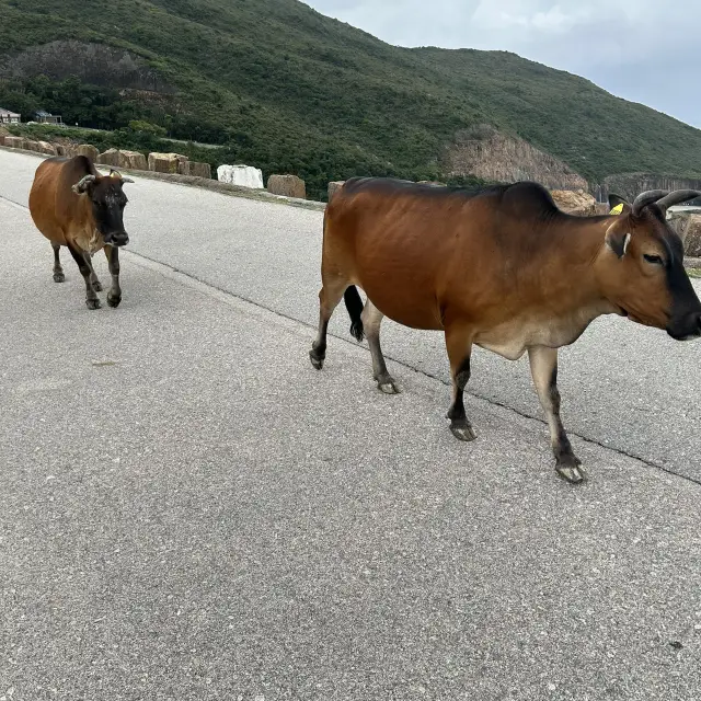 Leisurely Stroll with Cows at High Island Reservoir East Dam