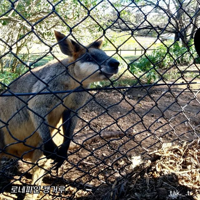 호주 브리즈번 로네파인 코알라 상투아리🇦🇺