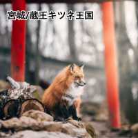 【宮城】蔵王キツネ王国🦊