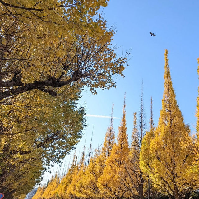 金色秋影🍂明治神宮外苑的銀杏之美✨