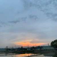 고즈넉한 분위기의 이천 메타세쿼이아 길 🌳💚