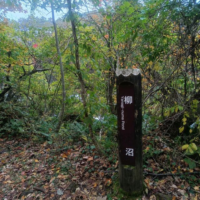 日本/東北/日本九寨溝~五色沼 賞楓的好地方~風景很美