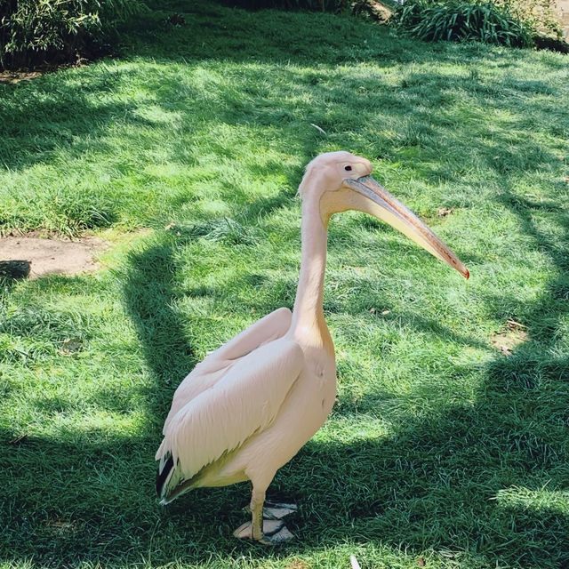 阿德萊德動物園：動物樂園 🦁🌿