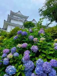 【神奈川】お城と紫陽花の風景