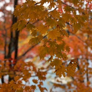 The Autumn Foliage of Goshikinuma
