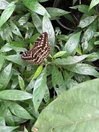 Bangkok’s fairytale butterfly garden 