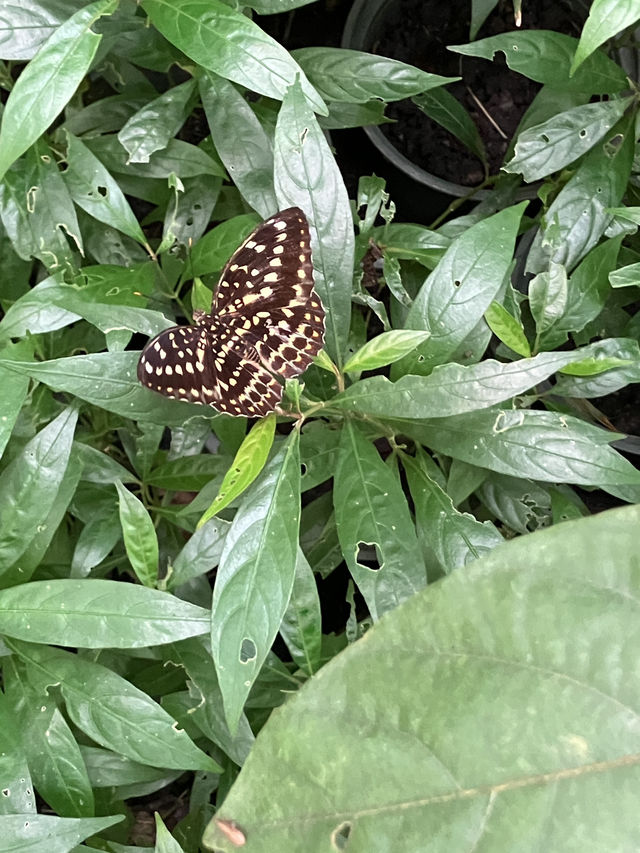 Bangkok’s fairytale butterfly garden 