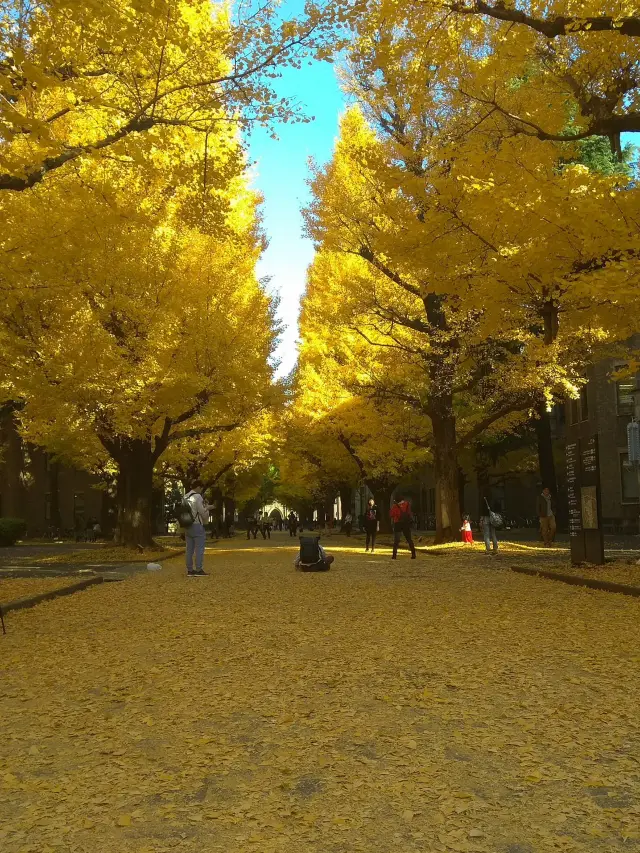 Autumn Leaves at the University of Tokyo