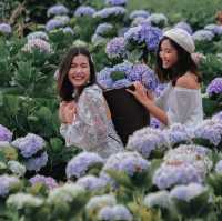 วิ่งเล่นในทุ่งไฮเดรนเยียร์