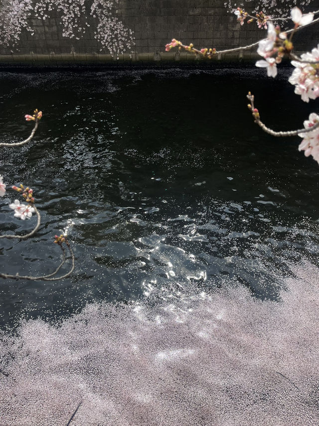 메구로 벚꽃 축제🌸