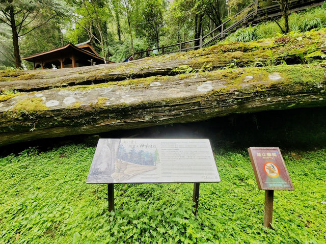 阿里山神木遺跡✨歷史與自然的交融✨