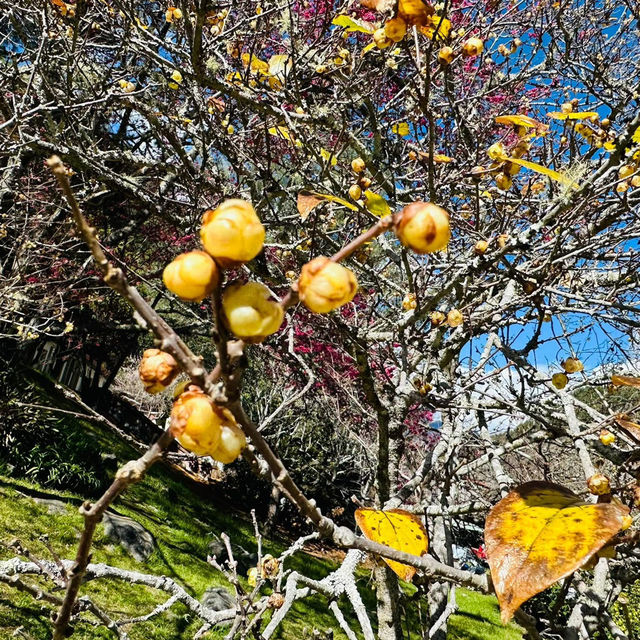 武陵農場賞梅花