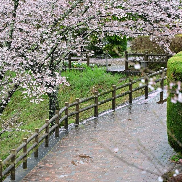 日本中部賞櫻 - 惠那峽