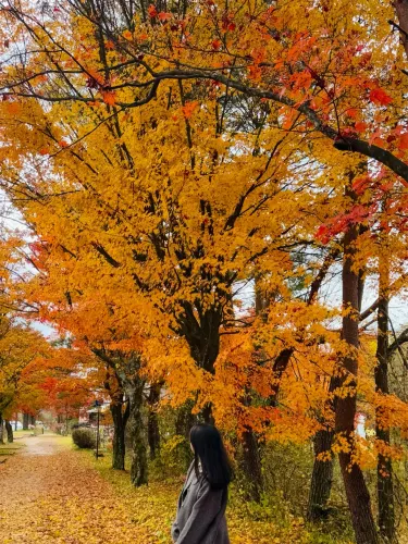 🍁 紅葉が織りなす秋の楽園:軽井沢の紅葉 🍂
