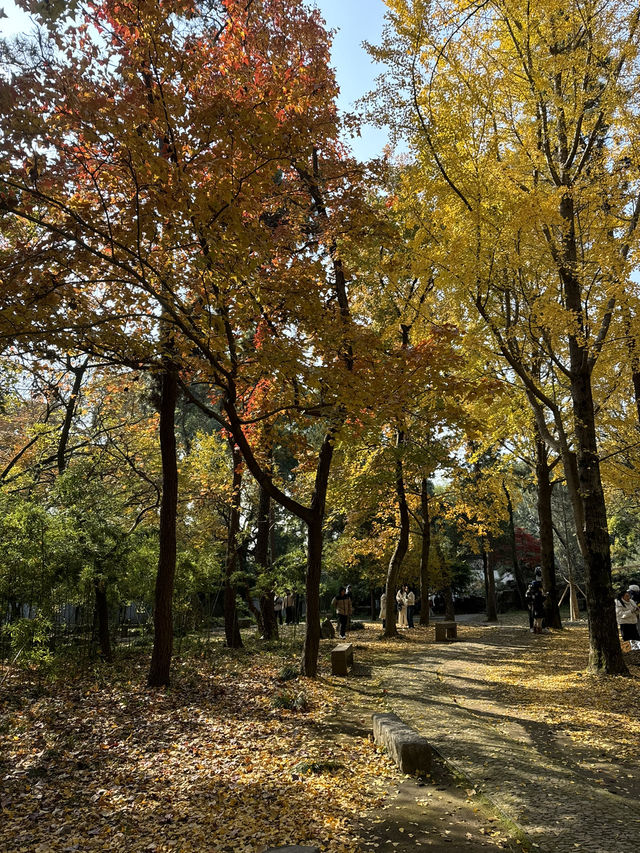  Serene Scenery in Suzhou at Tiger Hill