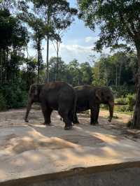 ✨✈️ HKD 4,800 遊越南富國島 Day 3 - Part 2: Safari 珍珠野生動物園✨