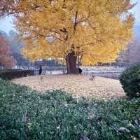 秋日的香山：风景如画，红叶如诗