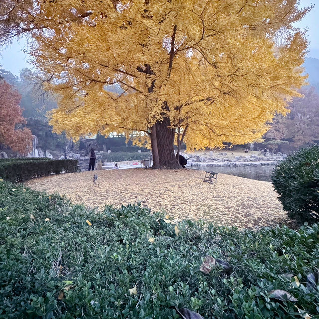 秋日的香山：风景如画，红叶如诗