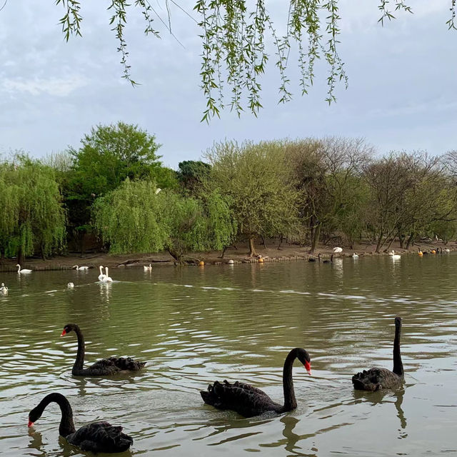 廣州動物園：在“動物的夢幻樂園”中發現童趣 🦁🌳