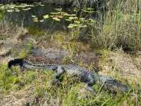 Into the Wild – Exploring the Untamed Beauty of Everglades National Park