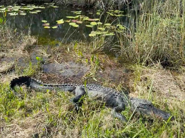 Into the Wild – Exploring the Untamed Beauty of Everglades National Park