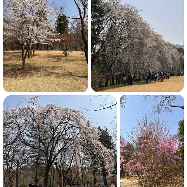 尋找首爾🌸🌸之路