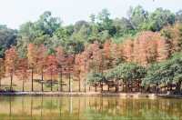 Urban Oasis in Shenzhen — The Lianhuashan Park