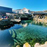 富士吉田市酒店分享