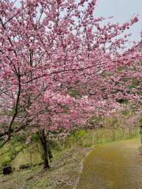 春日限定美景！桃園山林秘境，櫻花滿開超夢幻！