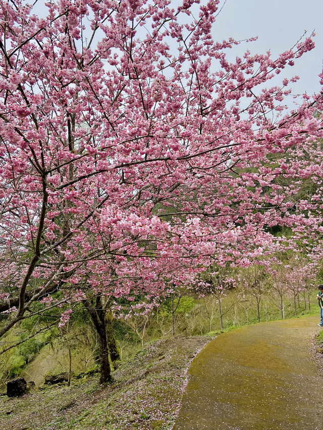 春日限定美景！桃園山林秘境，櫻花滿開超夢幻！