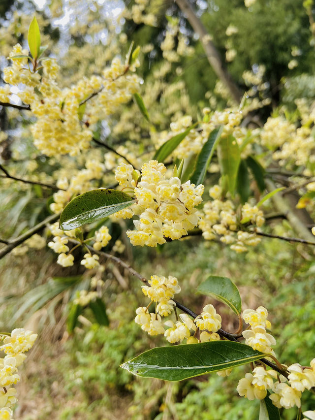 春日限定美景！桃園山林秘境，櫻花滿開超夢幻！
