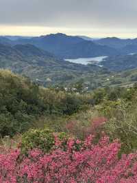 悠然秘境 櫻花林