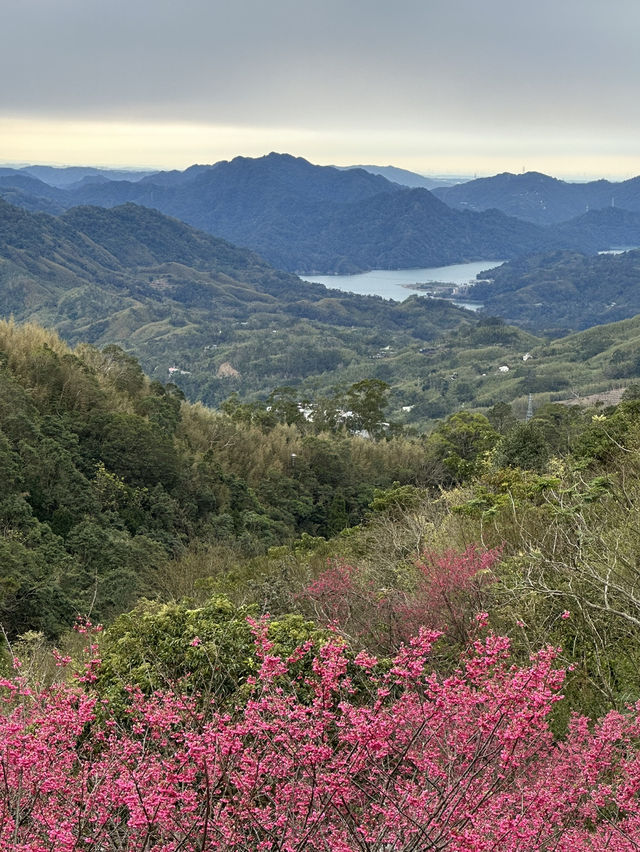 悠然秘境 櫻花林
