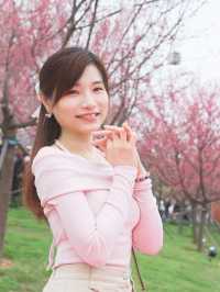 🌸香港櫻花海岸賞花攻略🌸