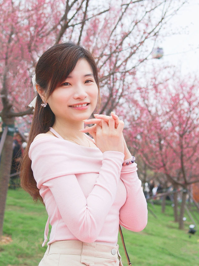 🌸香港櫻花海岸賞花攻略🌸