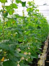Tambun Musk Melon Agro Farm